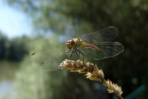 DSC00377